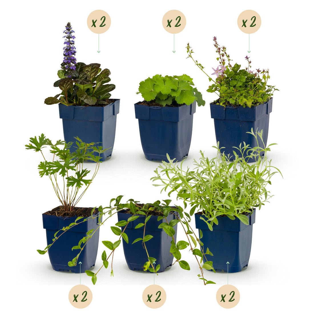 Perennial - Border Package - Ground cover - Various - Types and colors - 12 Plants - Pot 11cm - Height 15-25cm
