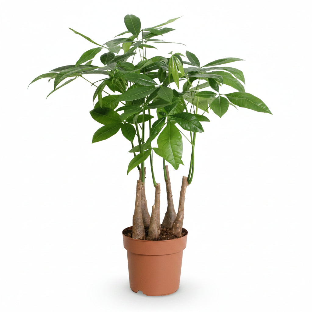 Pachira aquatica de vários troncos (Árvore-do-dinheiro) — H55 cm | Vaso Ø17 cm