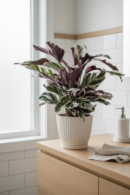 Calathea Fusion White — H35-40 cm | Test Ø14 cm
