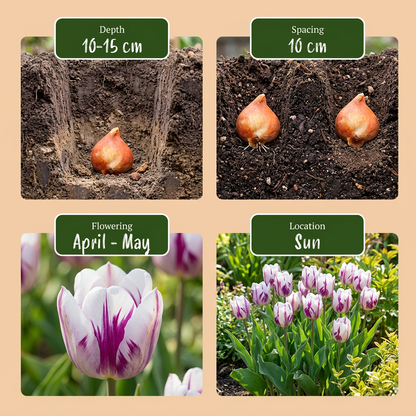 Tulipa &
