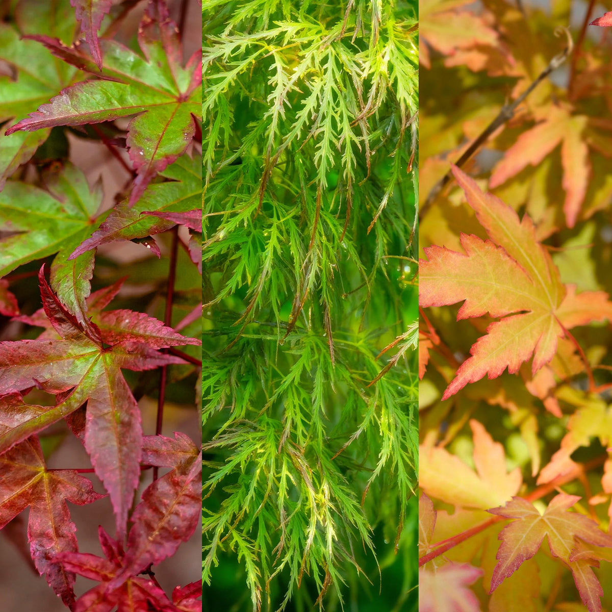 Acer palmatum, zestaw 3 sztuk (pomarańczowe, zielone i czerwone klony japońskie) — H35 cm | Doniczka Ø12 cm