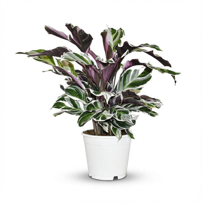 Calathea Fusion White — H35-40 cm | Test Ø14 cm