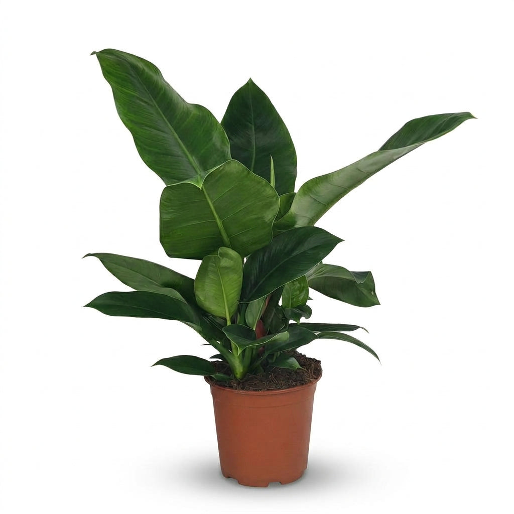 Philodendron &
