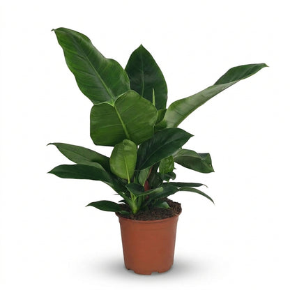 Philodendron &