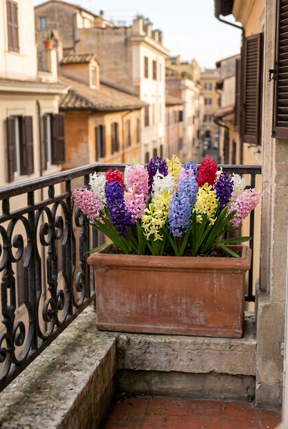 Jacinthe de jardin en mélange (Hyacinthus orientalis) — Bulbes calibre 14/15