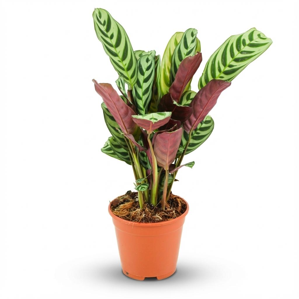 Ctenanthe burle-marxii (Fischgrätenpflanze) — H35-40 cm | Topf Ø14 cm