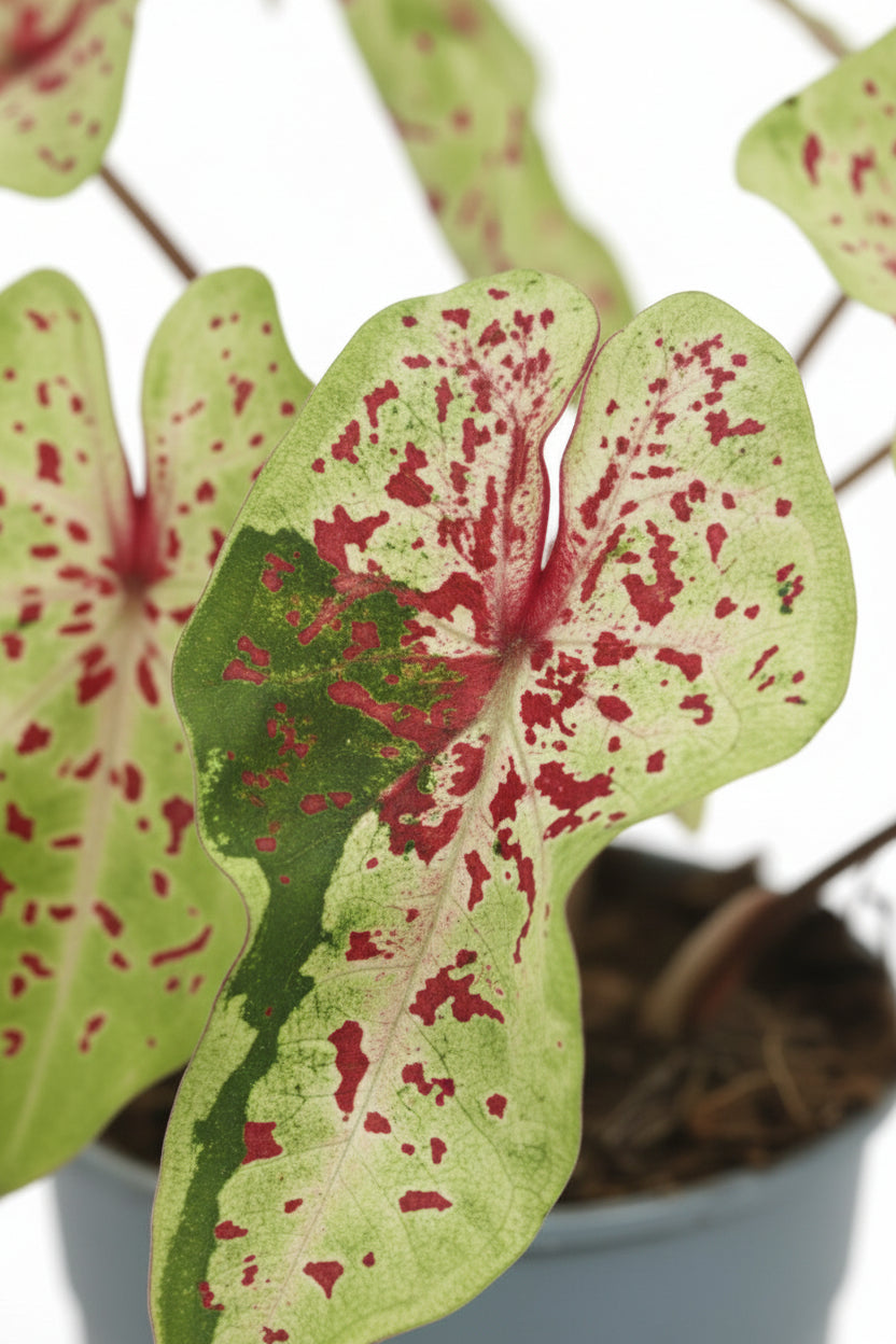 Caladium Miss Muffet - Ø12cm - ↕25cm