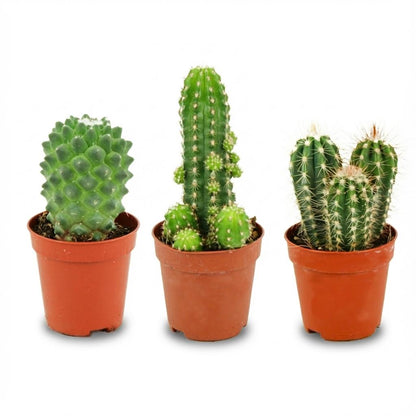 Sada mini kaktusů - 3 kusy - Ø 5.5 cm - výška: 5-10 cm