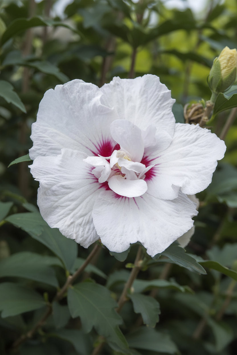 Hibiscus syriacus Starburst Chiffon® na pniu (ketmia syryjska) — H90 cm | Doniczka Ø19 cm
