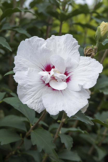 Hibiscus syriacus Starburst Chiffon® na pniu (ketmia syryjska) — H90 cm | Doniczka Ø19 cm