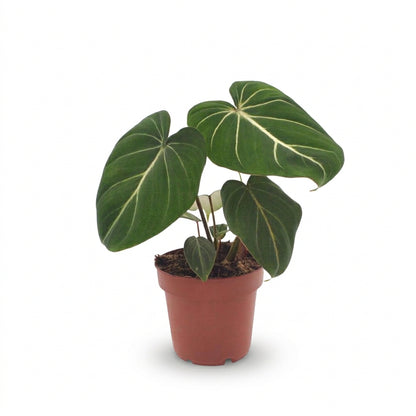 Philodendron gloriosum (Philodendron aterciopelado) — H25 cm | Maceta Ø12 cm