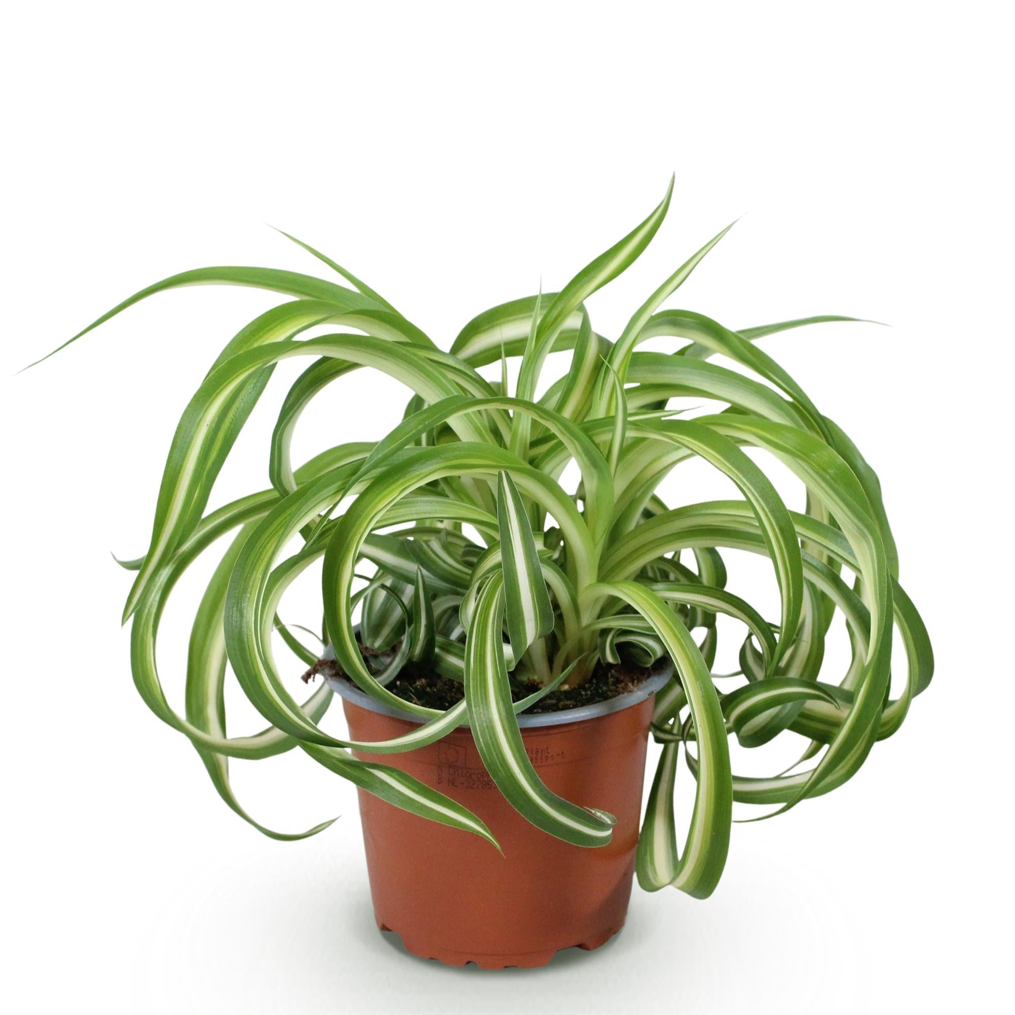 Chlorophytum comosum &