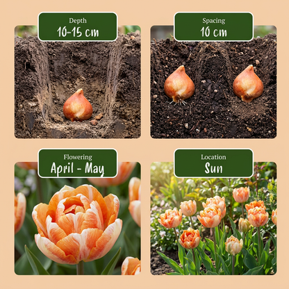 96x Tulipa Candle Light - Tulipe Candle Light - Divers - Floraison printanière - Calibre 11/12