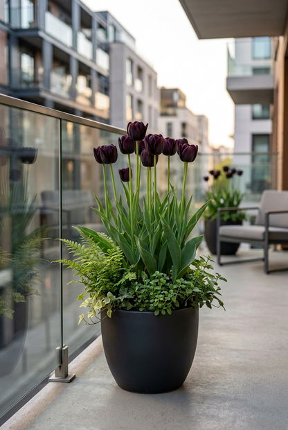 Sort triumftulipan (sort tulipan) — Løg størrelse 11/12