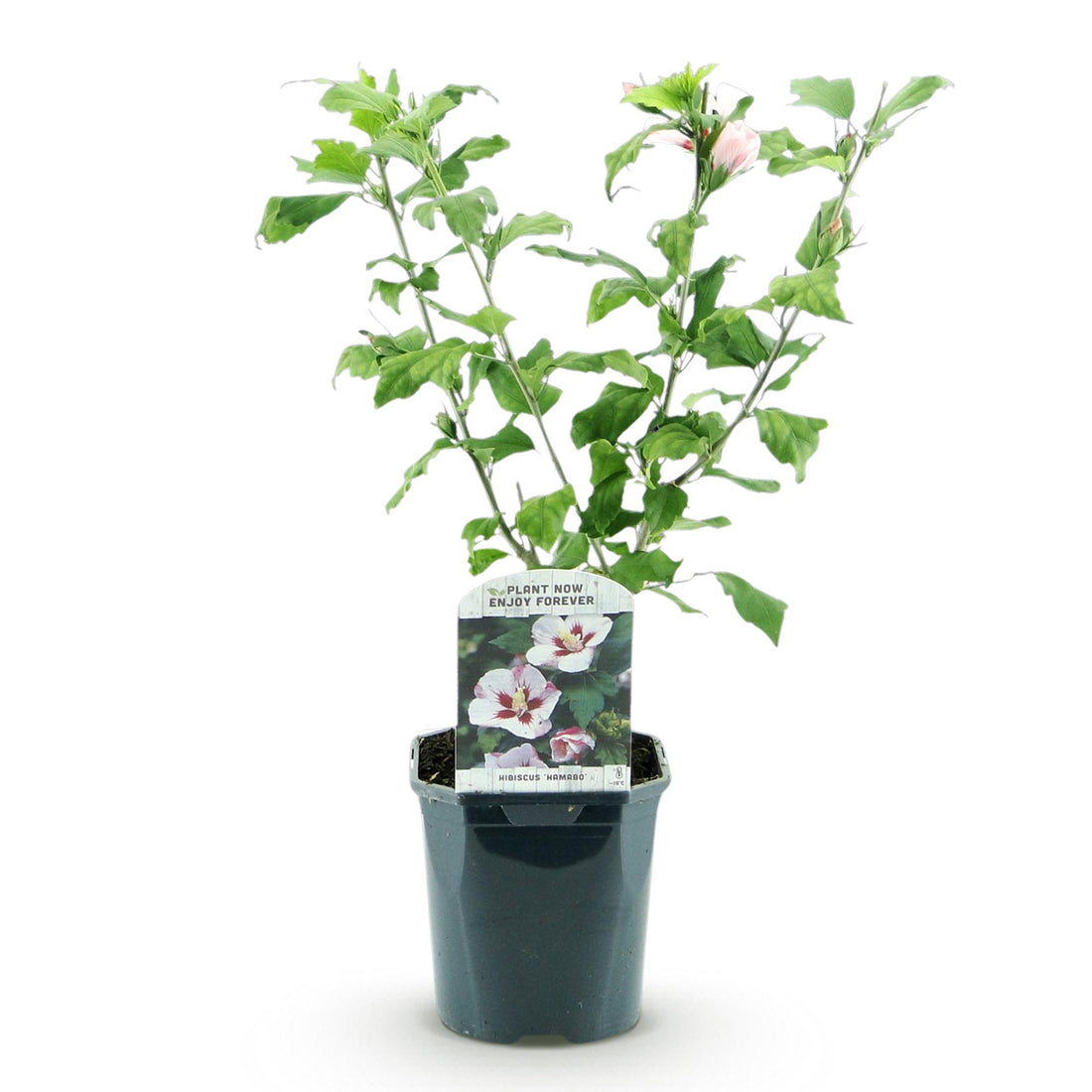 Hibiscus syriacus ‚Hamabo‘ (světle růžový ibišek) H45 cm | Květináč Ø17 cm