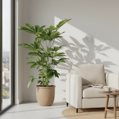 Schefflera actinophylla ‘Amate’ — Ø24 cm — H100 cm