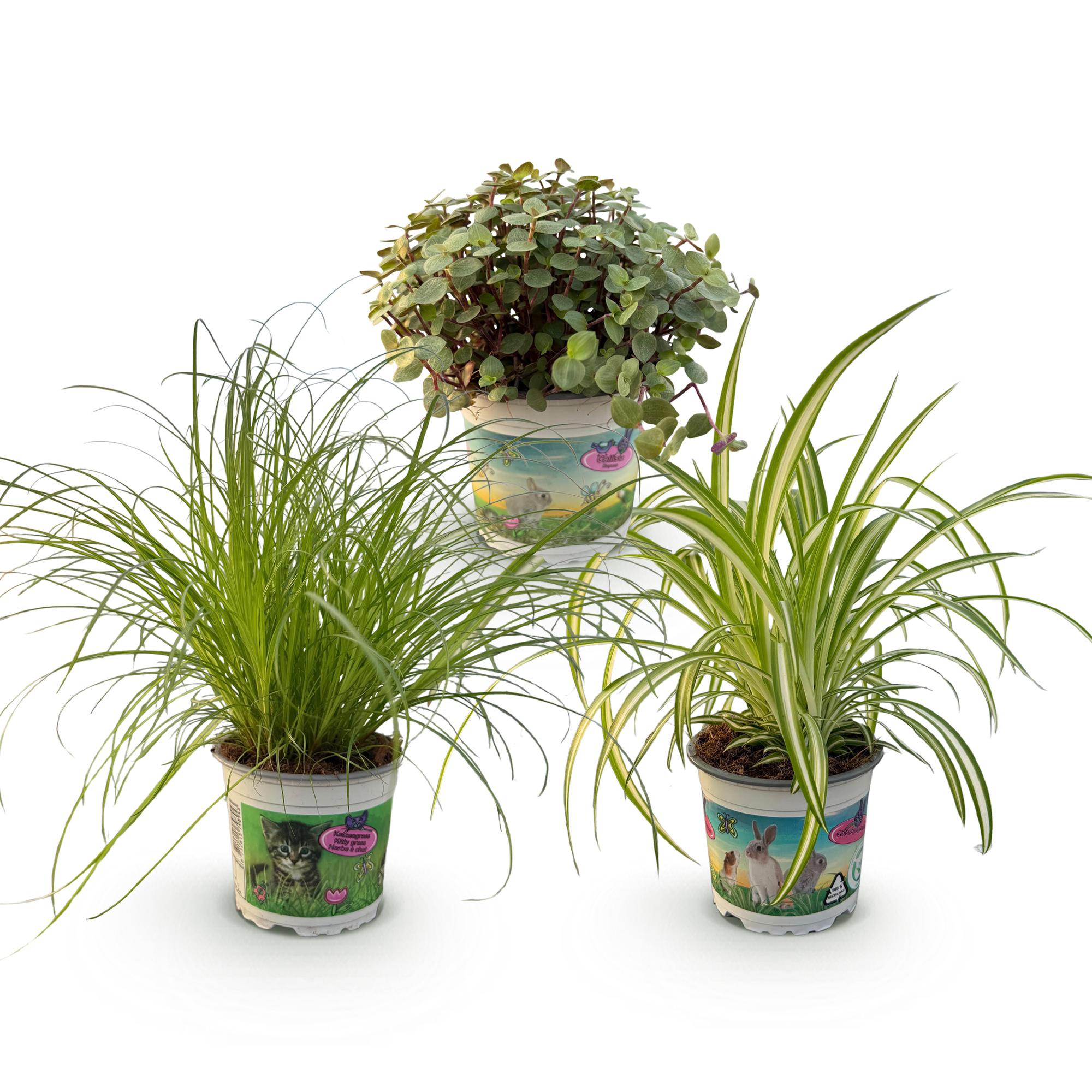Pokojová rostlina - Cyperus - Calissia - Chlorophytum - směs 3 rostlin - rostliny vhodné pro domácí mazlíčky - zelené - 3 rostliny - Květináč 12cm - výška 20cm