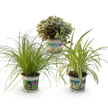 Pokojová rostlina - Cyperus - Calissia - Chlorophytum - směs 3 rostlin - rostliny vhodné pro domácí mazlíčky - zelené - 3 rostliny - Květináč 12cm - výška 20cm