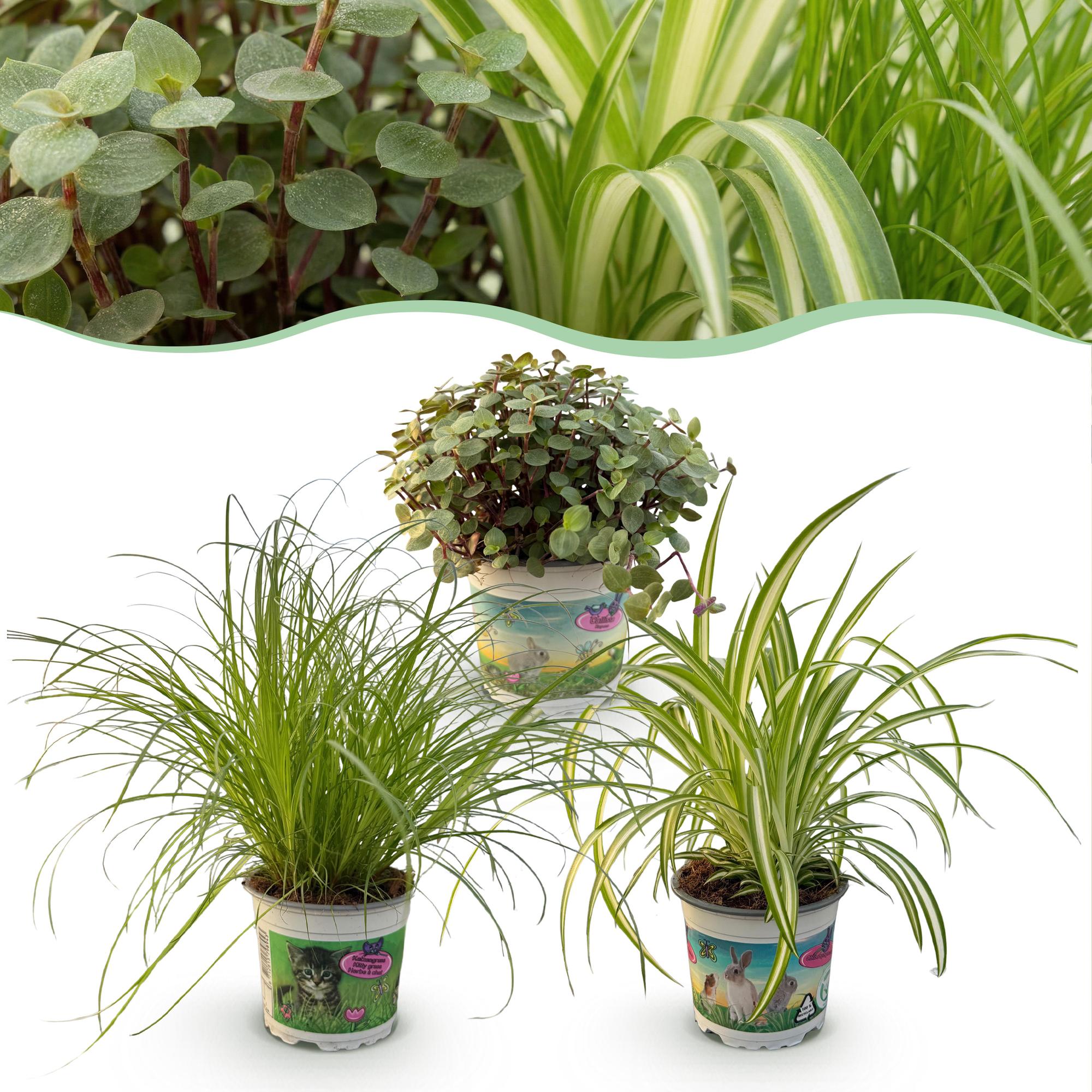 Pokojová rostlina - Cyperus - Calissia - Chlorophytum - směs 3 rostlin - rostliny vhodné pro domácí mazlíčky - zelené - 3 rostliny - Květináč 12cm - výška 20cm