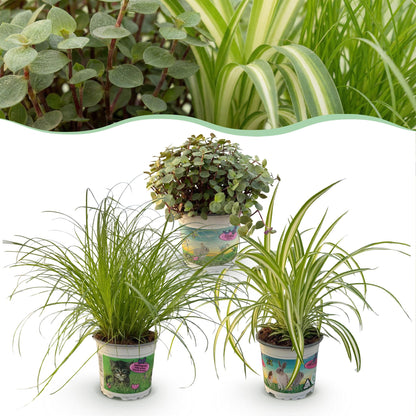 Pokojová rostlina - Cyperus - Calissia - Chlorophytum - směs 3 rostlin - rostliny vhodné pro domácí mazlíčky - zelené - 3 rostliny - Květináč 12cm - výška 20cm