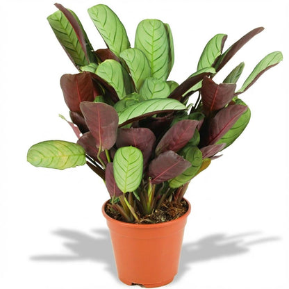 Ctenanthe &