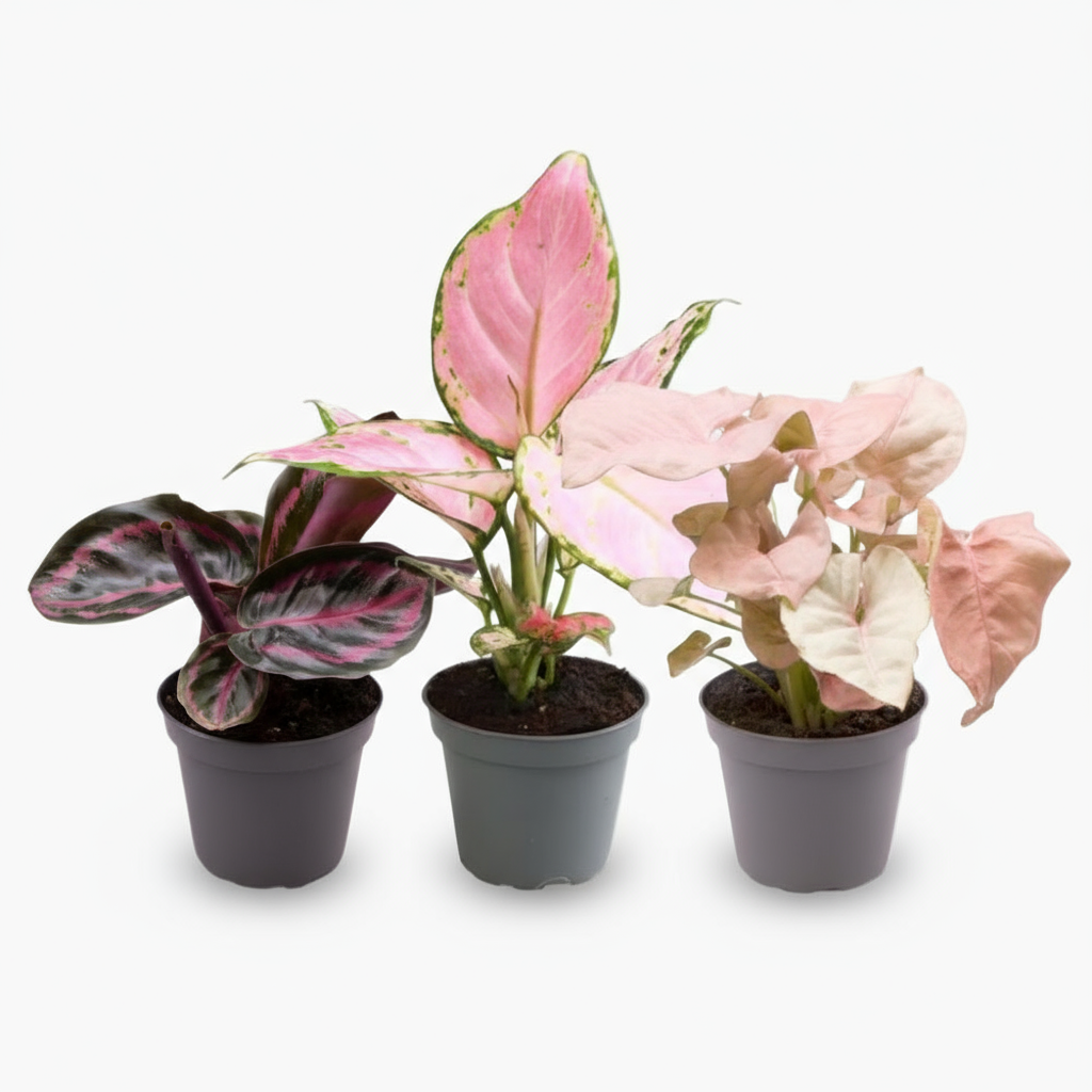 Pink is the New Green — Trio tropical