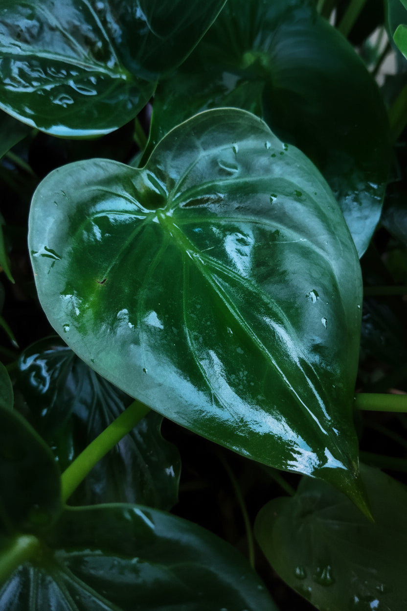Pokojové rostliny - Alocasia Cucullata - Buddhova ruka - Nenáročná na údržbu - Zelená - 1 rostlina - Květináč 21cm - Výška 65-70cm