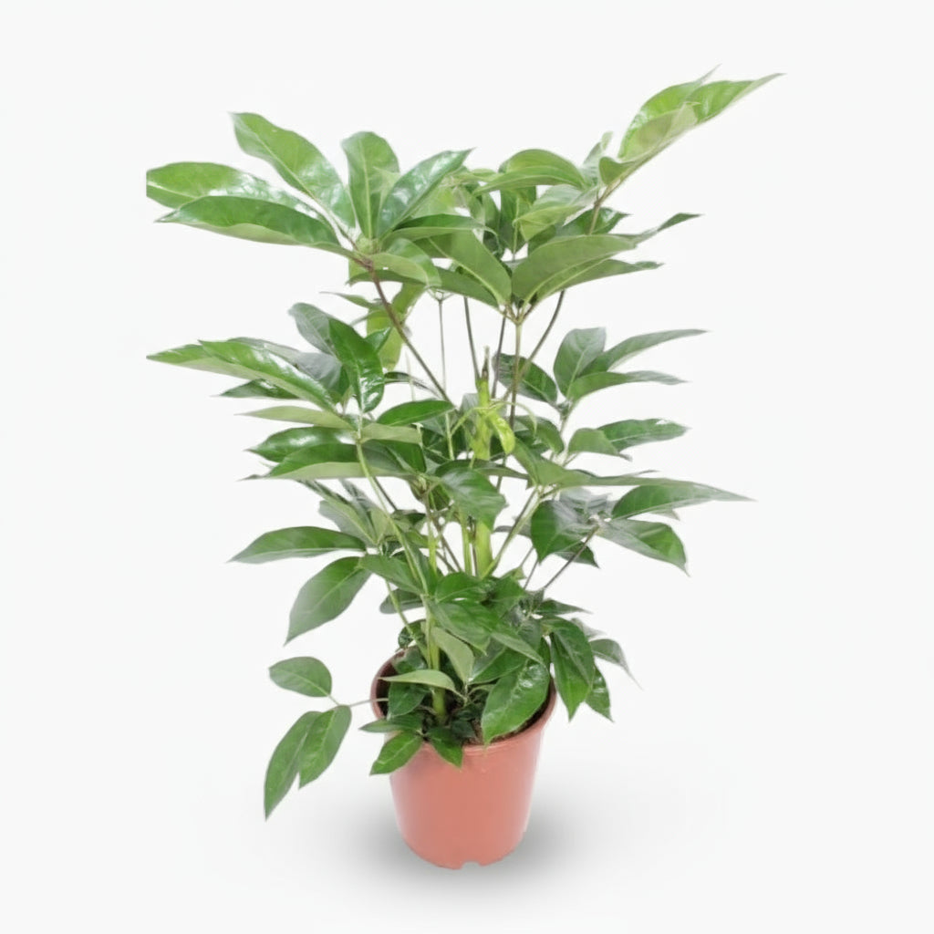 Schefflera actinophylla ‘Amate’ — Ø24 cm — H100 cm