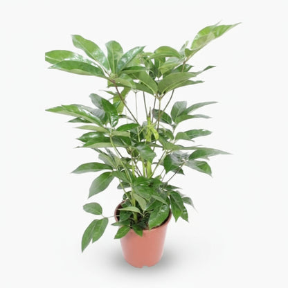 Schefflera actinophylla ‘Amate’ — Ø24 cm — H100 cm