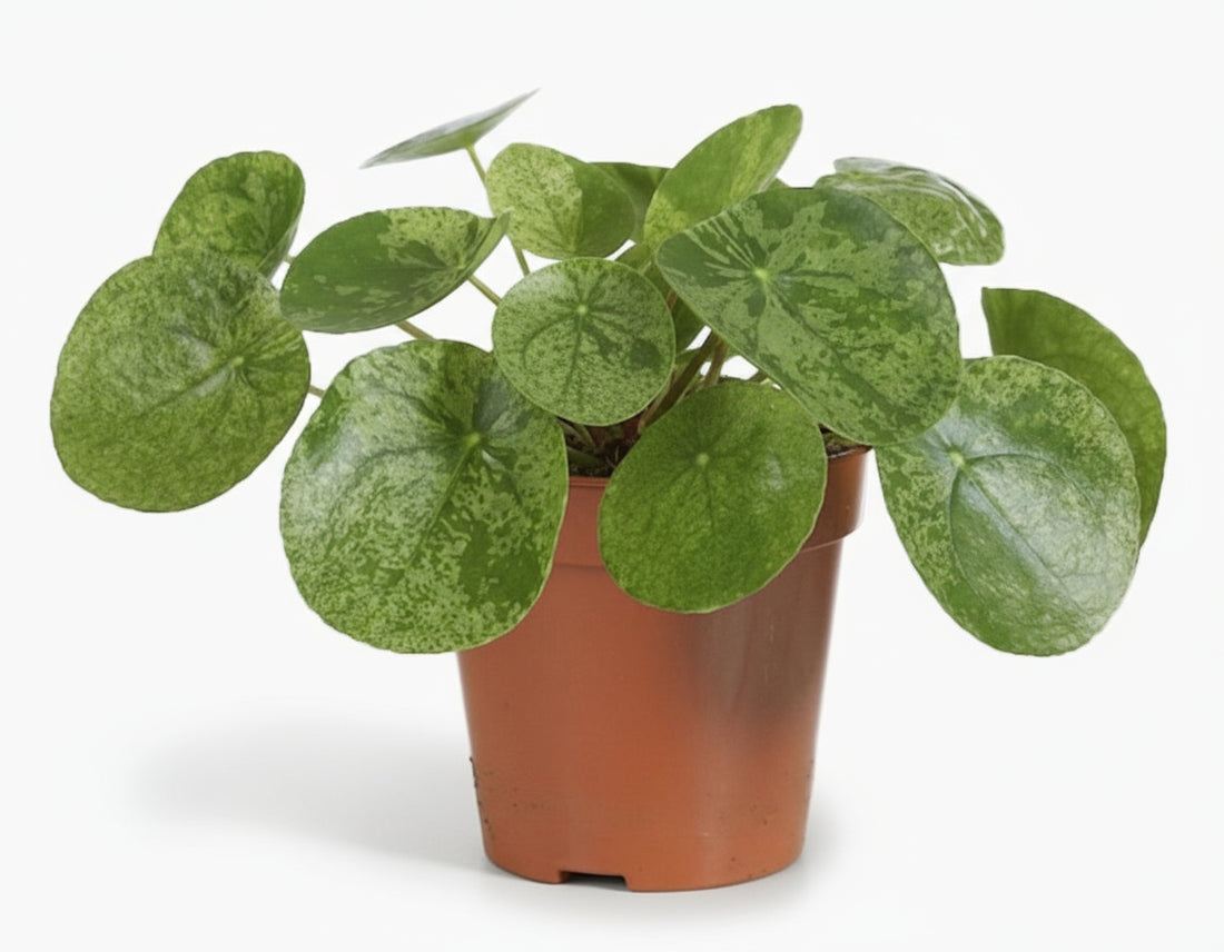 Pilea ‘Mojito’ — Ø13 cm — H20 cm