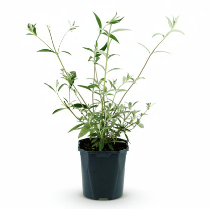 Buddleja davidii &