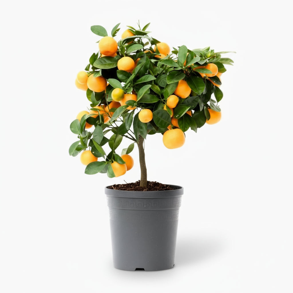 Citrus Calamondin — Ø15 cm — H40 cm