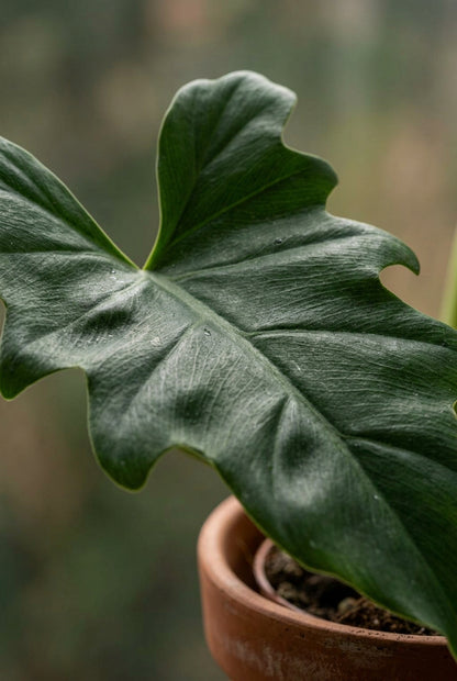 Philodendron lacerum (Philodendron de hojas laciniadas) — H65 cm | Maceta Ø19 cm