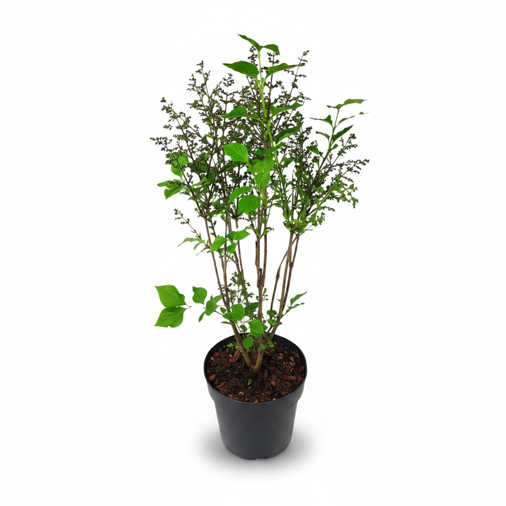 Syringa pat. &