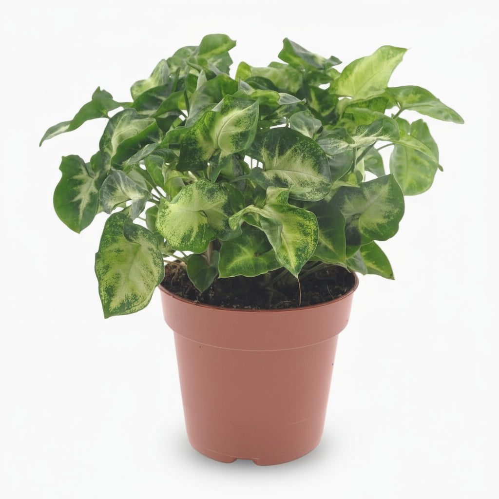 Syngonium Pixie — Ø12 cm — H20 cm