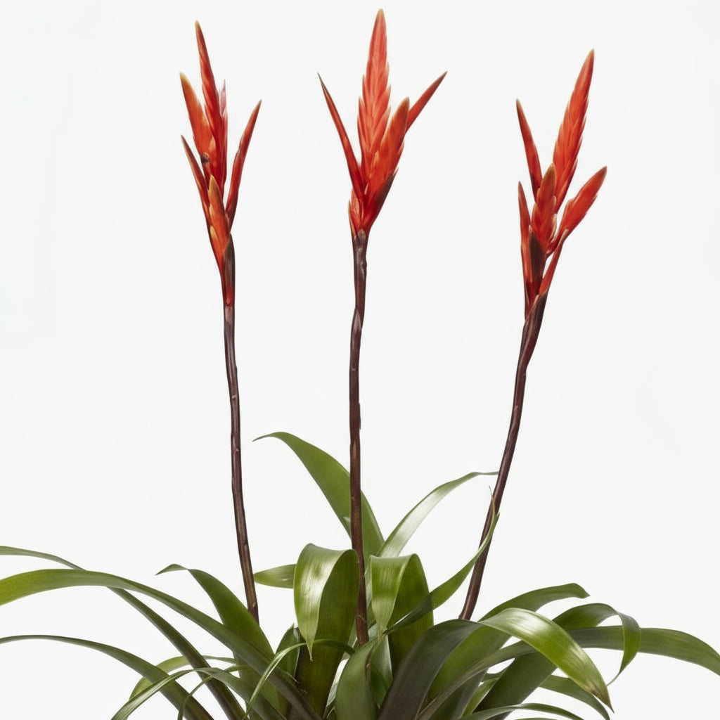 Vriesea ‘Elan’ - Ø12cm - H55cm