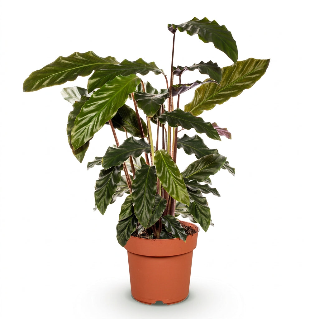 Calathea rufibarba (Calathea vellutata) — H55-60 cm | Vaso Ø17 cm
