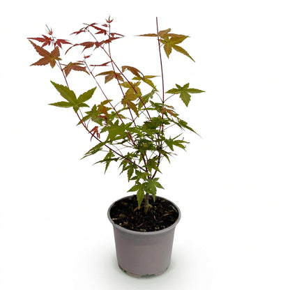 Acer palmatum &