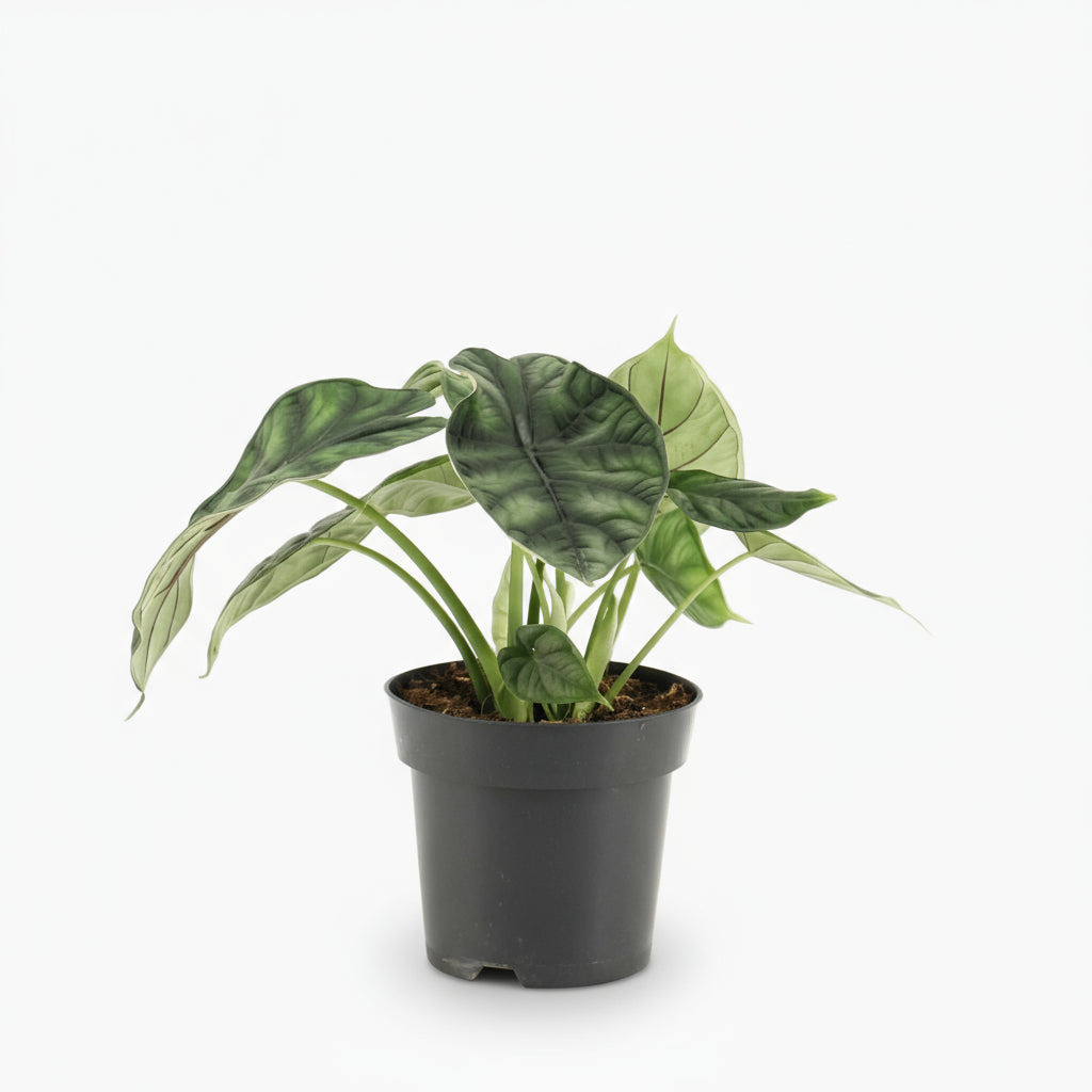 Alocasia ‘Dragon Scale’ — Ø14 cm — H25 cm