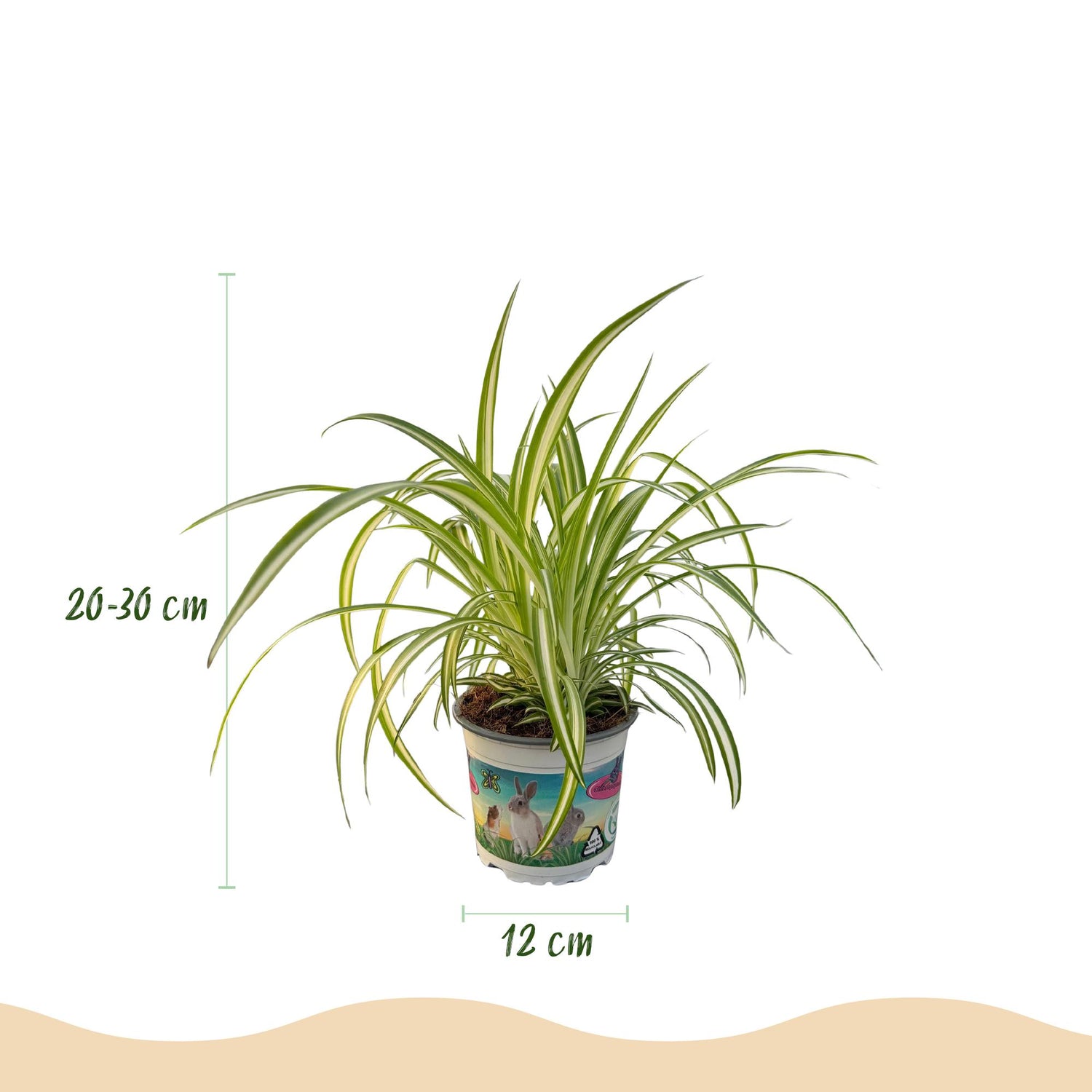 Pokojová rostlina - Cyperus - Calissia - Chlorophytum - směs 3 rostlin - rostliny vhodné pro domácí mazlíčky - zelené - 3 rostliny - Květináč 12cm - výška 20cm
