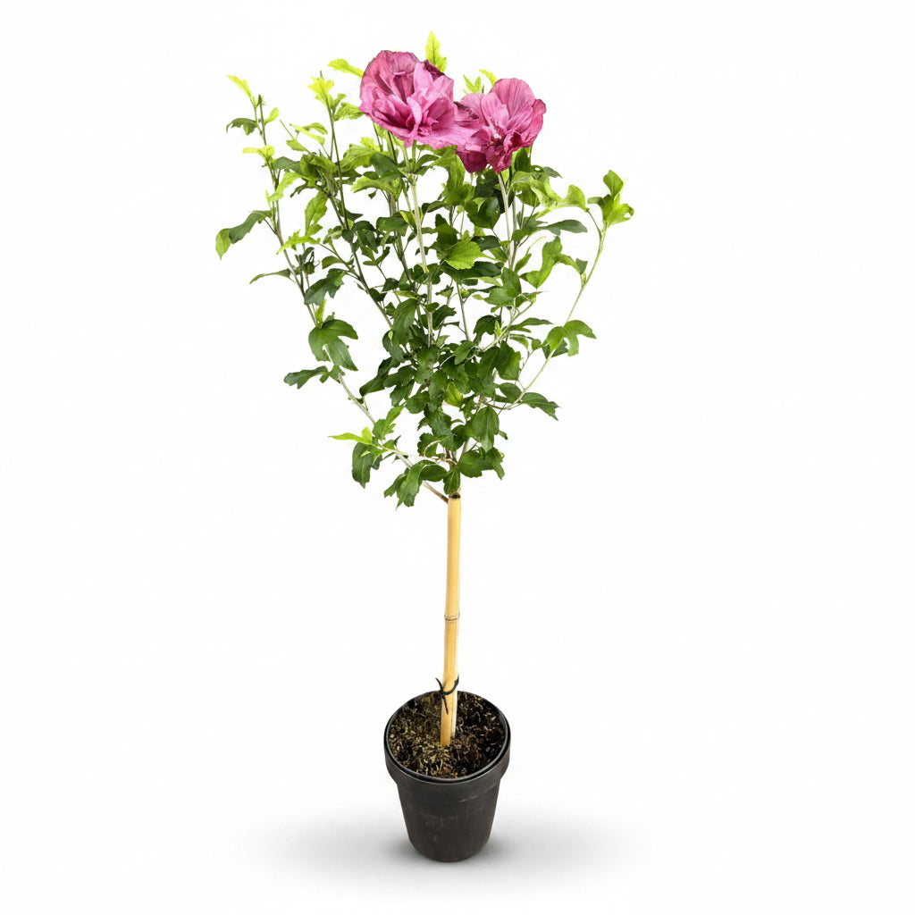 Hibiscus syriacus Magenta Chiffon® na pniu (ketmia syryjska) — H90 cm | Doniczka Ø19 cm