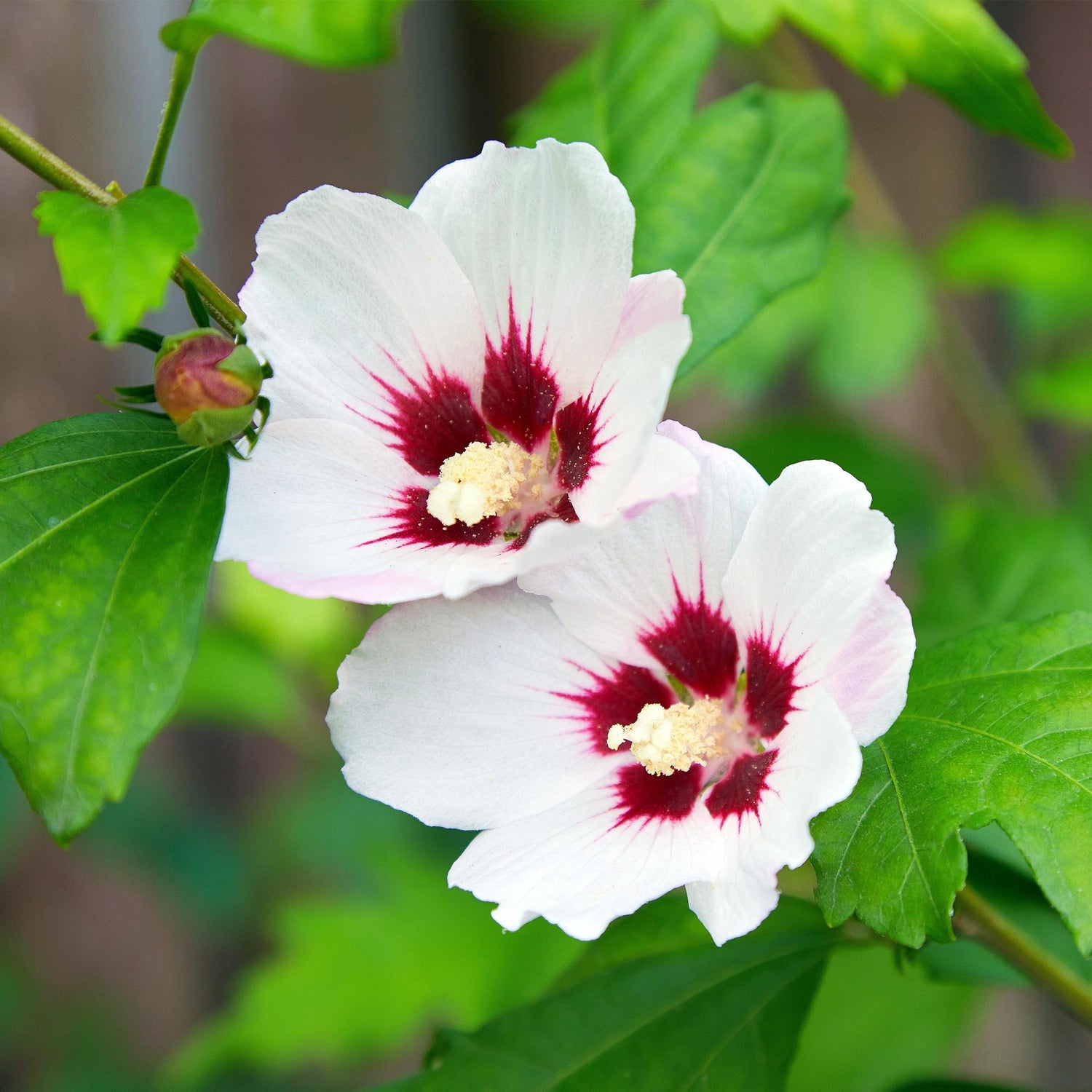 Hibiscus syriacus &