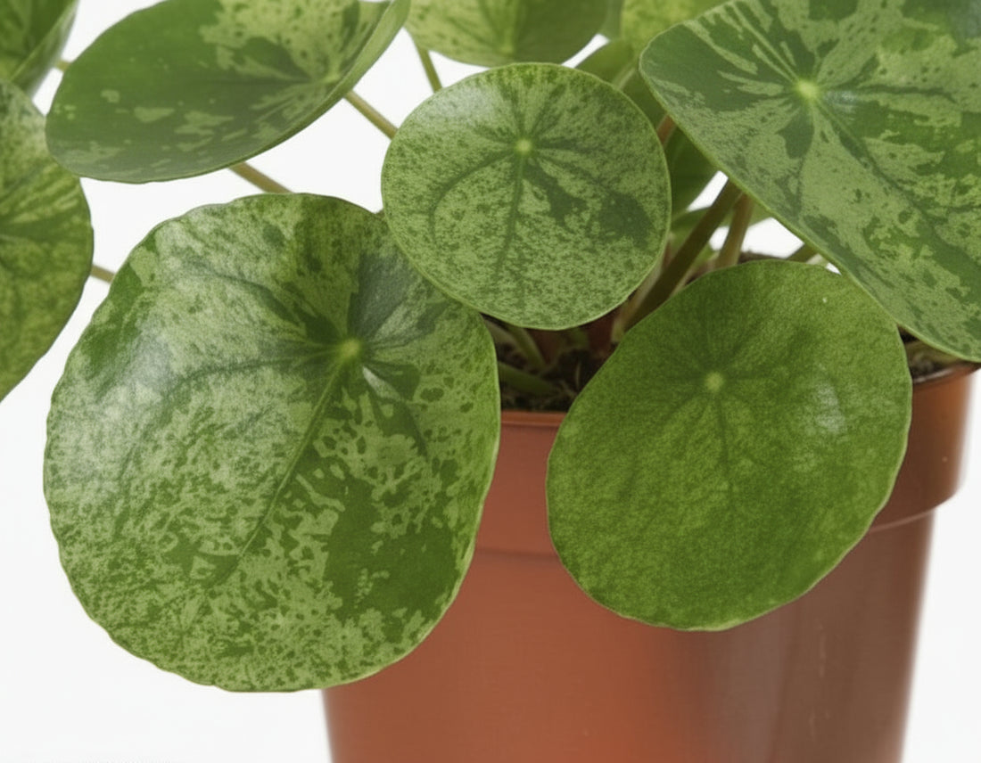 Pilea ‘Mojito’ — Ø13 cm — H20 cm