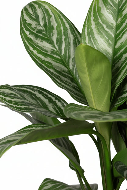 Aglaonema &