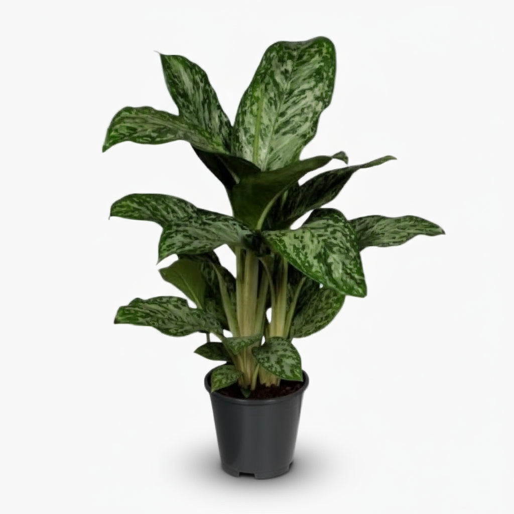 Aglaonema Greenlight — Ø17 cm — H60 cm