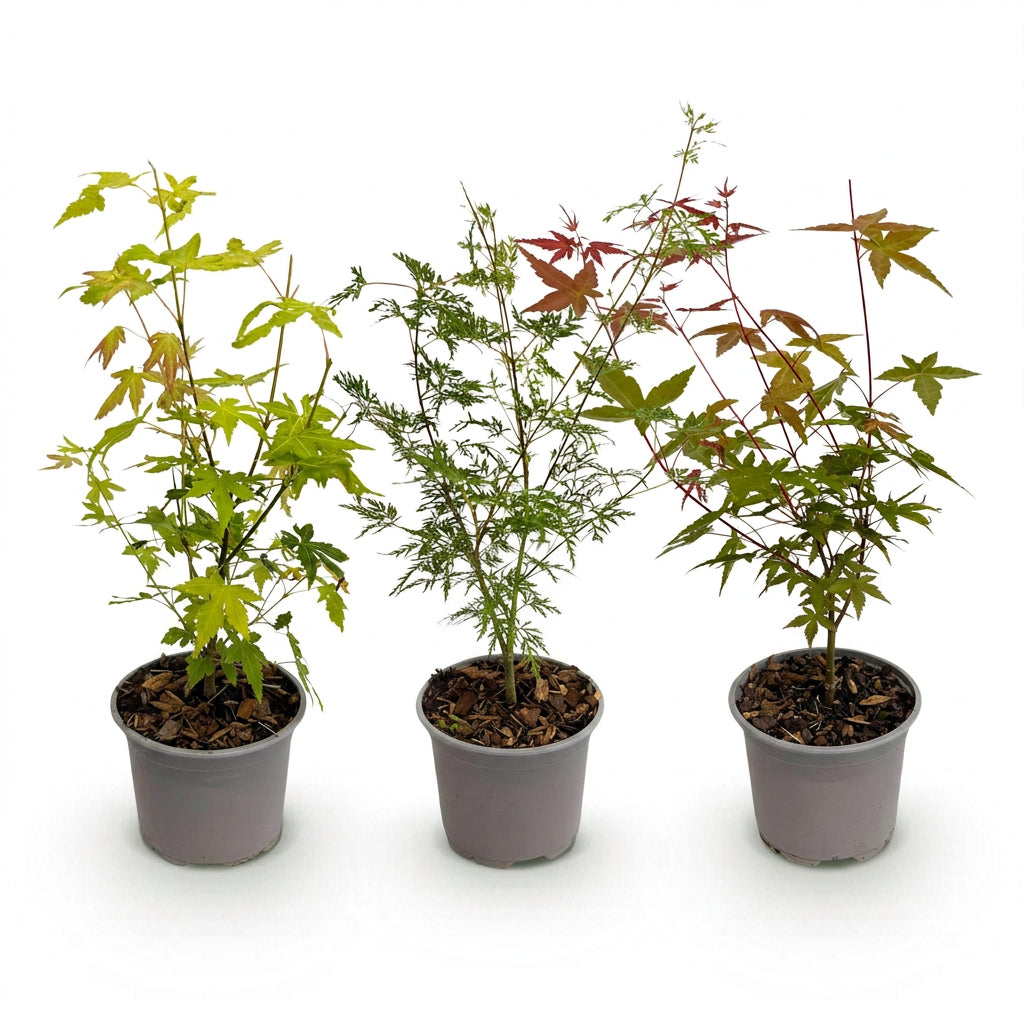 Acer palmatum, zestaw 3 sztuk (pomarańczowe, zielone i czerwone klony japońskie) — H35 cm | Doniczka Ø12 cm