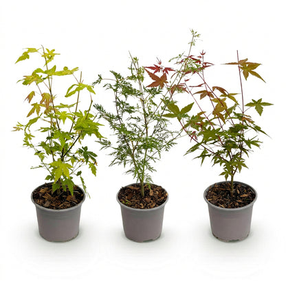 Acer palmatum, zestaw 3 sztuk (pomarańczowe, zielone i czerwone klony japońskie) — H35 cm | Doniczka Ø12 cm
