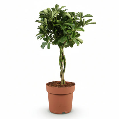 Schefflera arboricola &