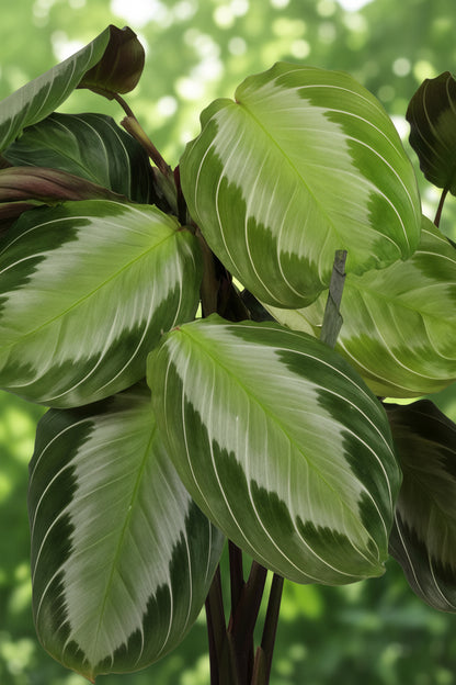 Maranta leuconeura &
