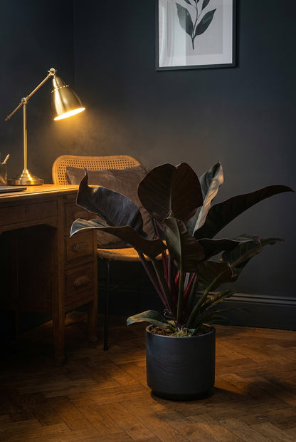 Philodendron &